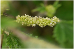 Girardinia diversifolia